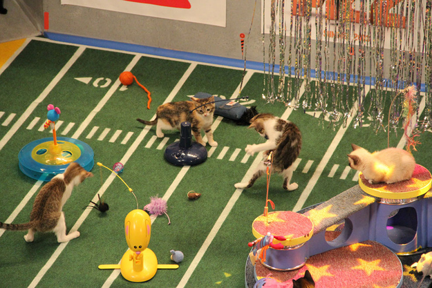 Kittens overwhelmed with the number of toys on the field.