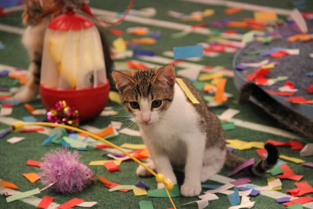 Then the kittens were fully confetti'd.