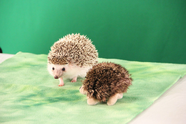 This hedgehog hanging out with a small stuffed hedgehog version of itself.