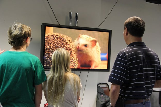 The families of hedgehogs watching their 'hogs on the monitors backstage.