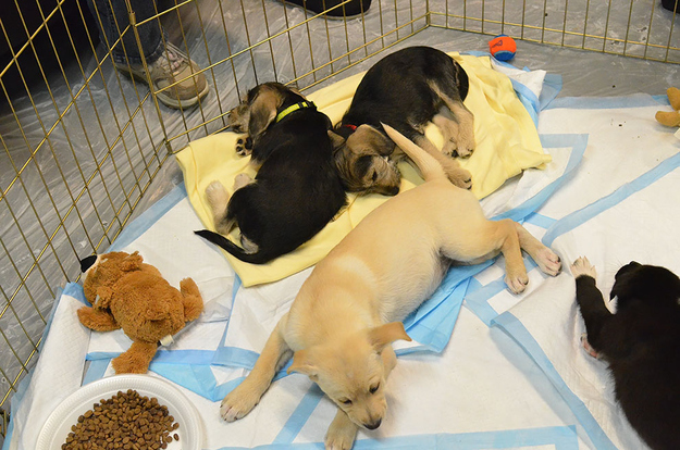 And, finally, very exhausted puppies.