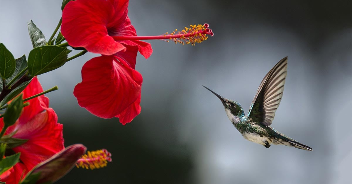 hummingbird getting nectar from flower