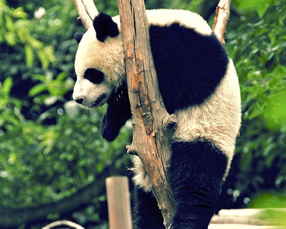 Panda_Climbing-578623-edited.jpeg