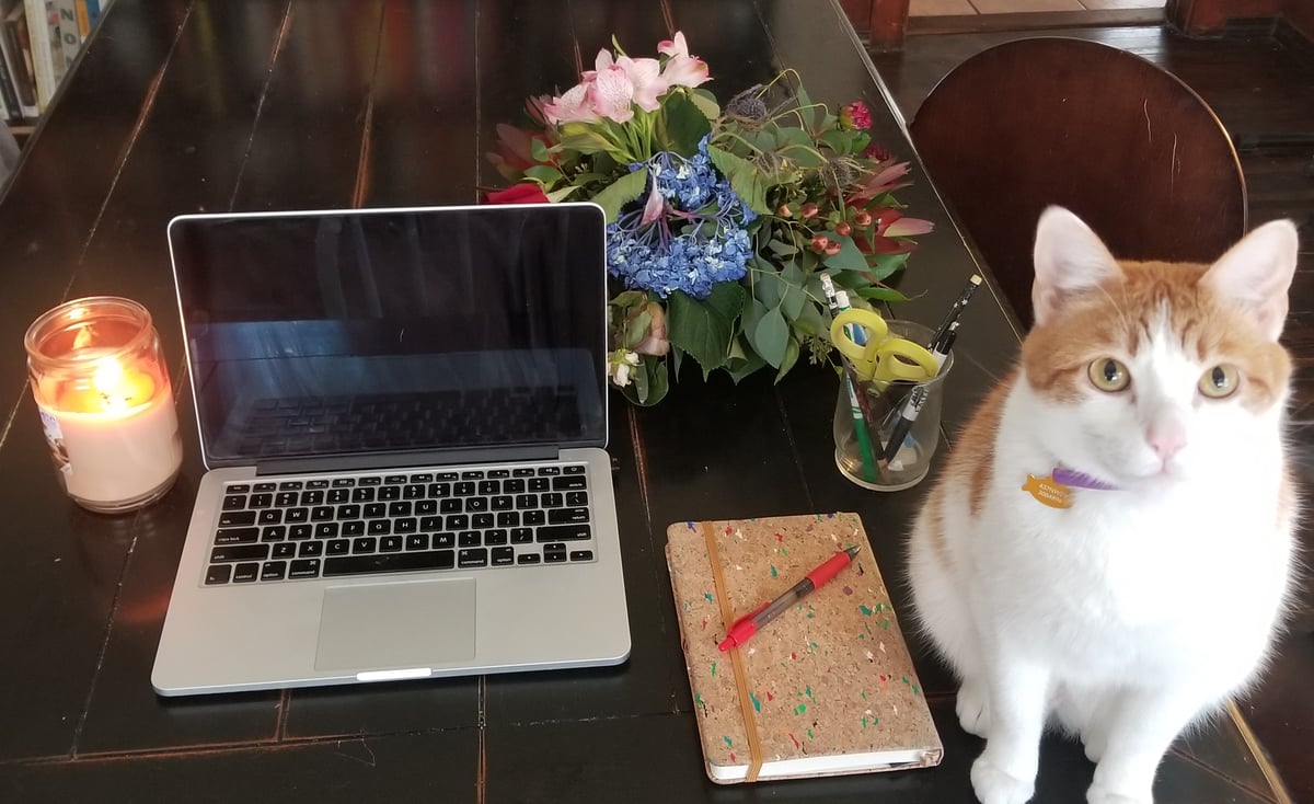 cat sitting next to a laptop