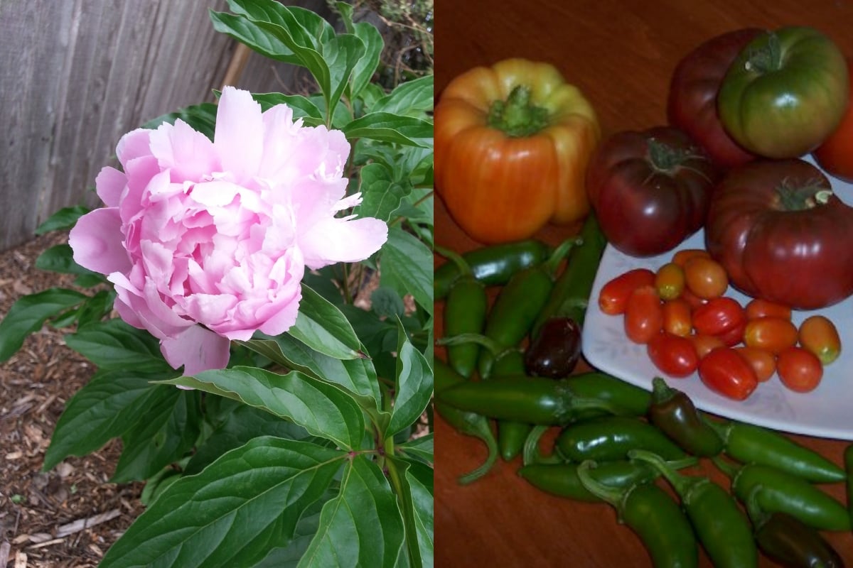 flower and garden vegetables