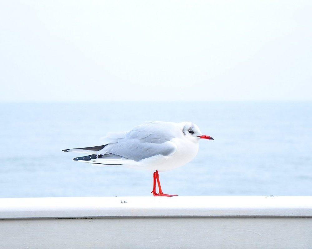 sea-bird-ocean-animal_copy-256193-edited.jpg